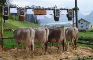 Arielle Imfeld Niklaus Alpnach